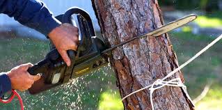 Best Pest Control for Lawns  in Yardley, PA