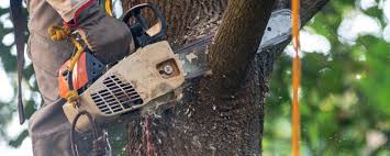Best Emergency Tree Removal  in Yardley, PA
