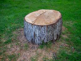 Best Tree Removal  in Yardley, PA