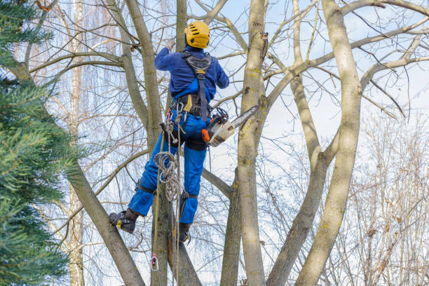 Best Tree Maintenance Programs  in Yardley, PA