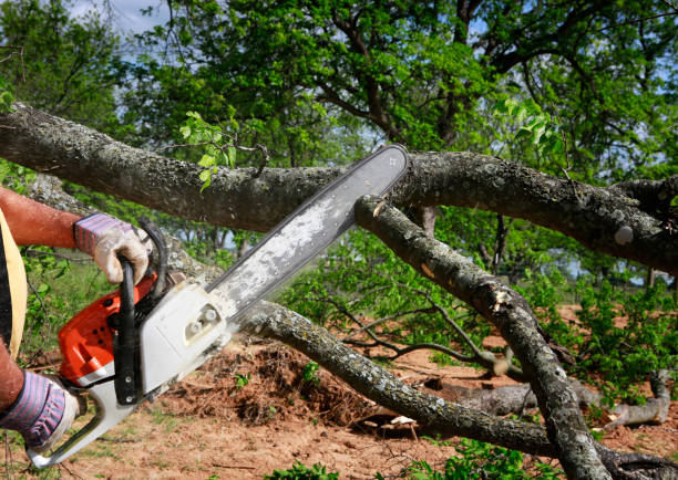 Best Fruit Tree Pruning  in Yardley, PA