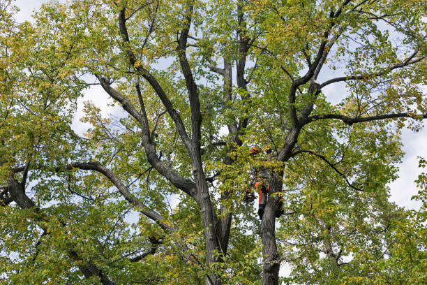 Best Root Management and Removal  in Yardley, PA